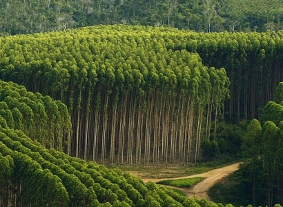 Florestas Plantadas
