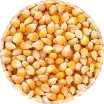 Sementes de milho