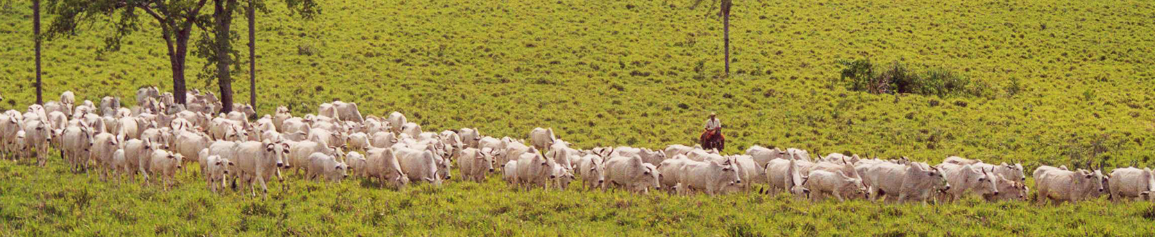Manejo Racional e Bem-estar de Bovinos