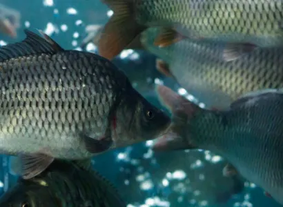 Criação de Peixes e Camarões pela Tecnologia de Bioflocos (BFT)