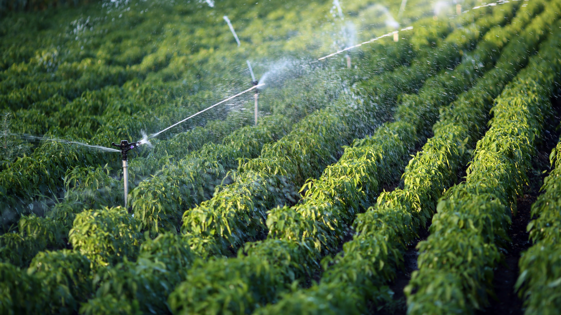 Qualidade da Água para Irrigação