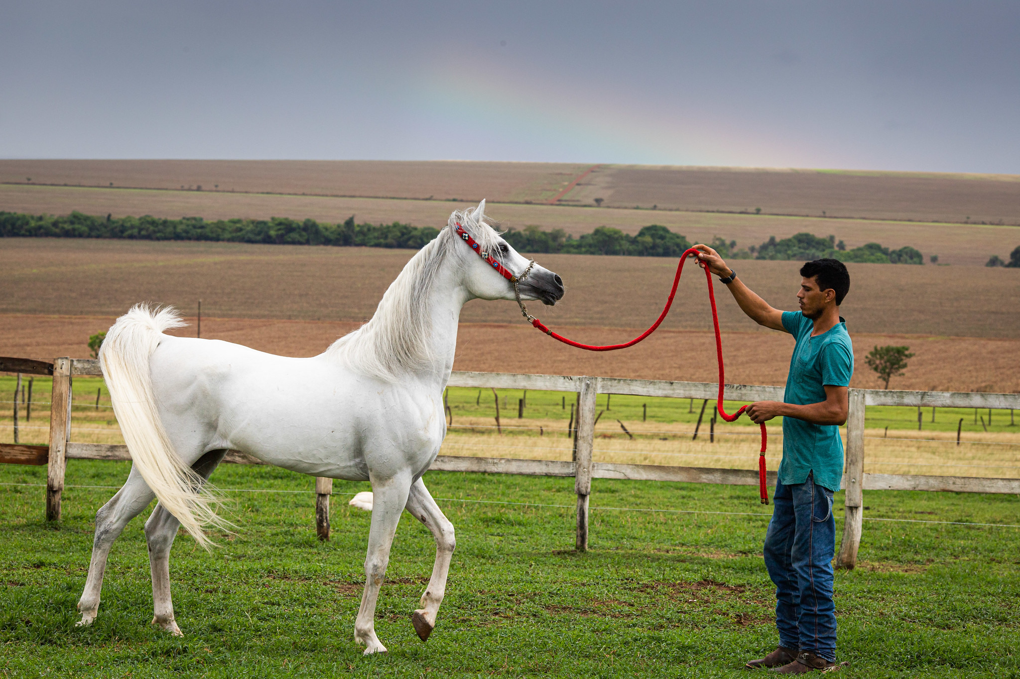 Manejo de Cavalos
