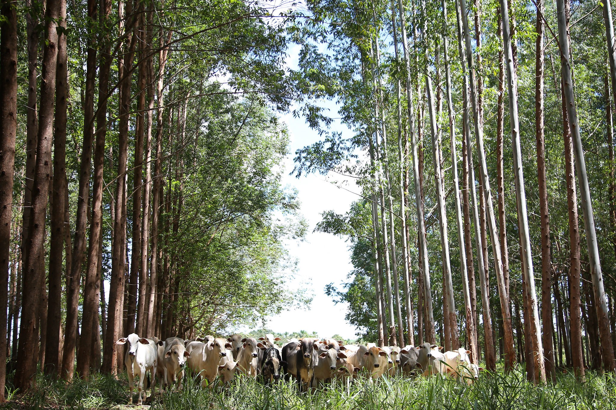 Componente Animal nos Sistemas de ILPF