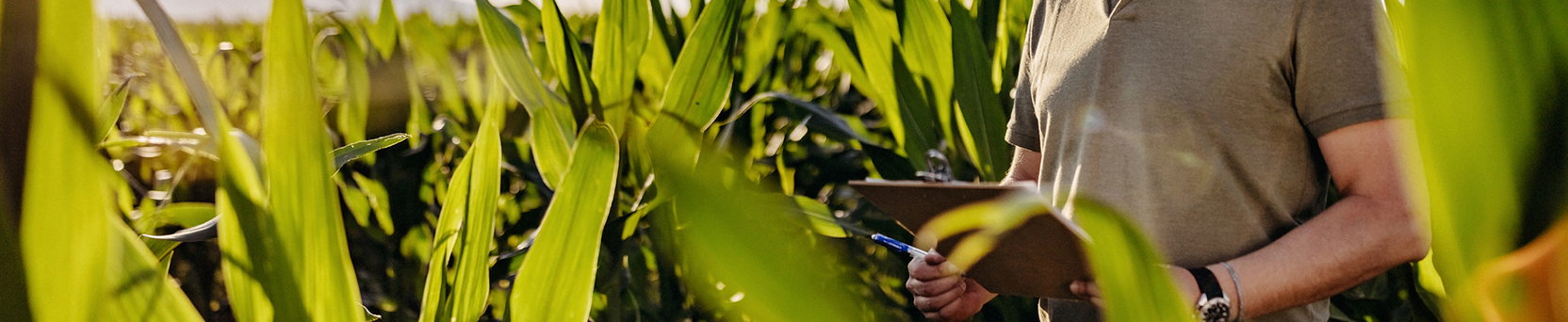 Componente Socioeconômico e Ambiental em Sistemas de ILPF