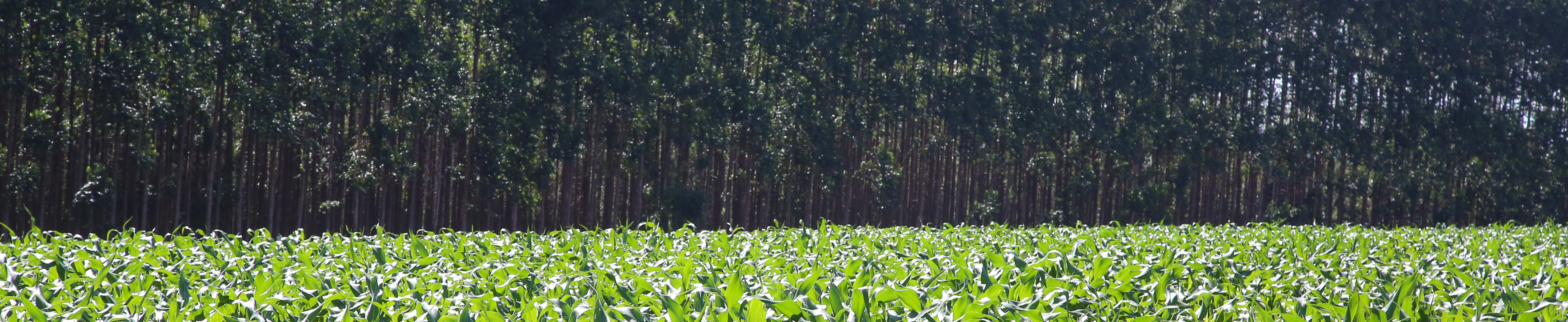 Componente Vegetal nos Sistemas de ILPF