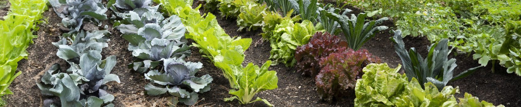 Cultivo e Produção de Hortas