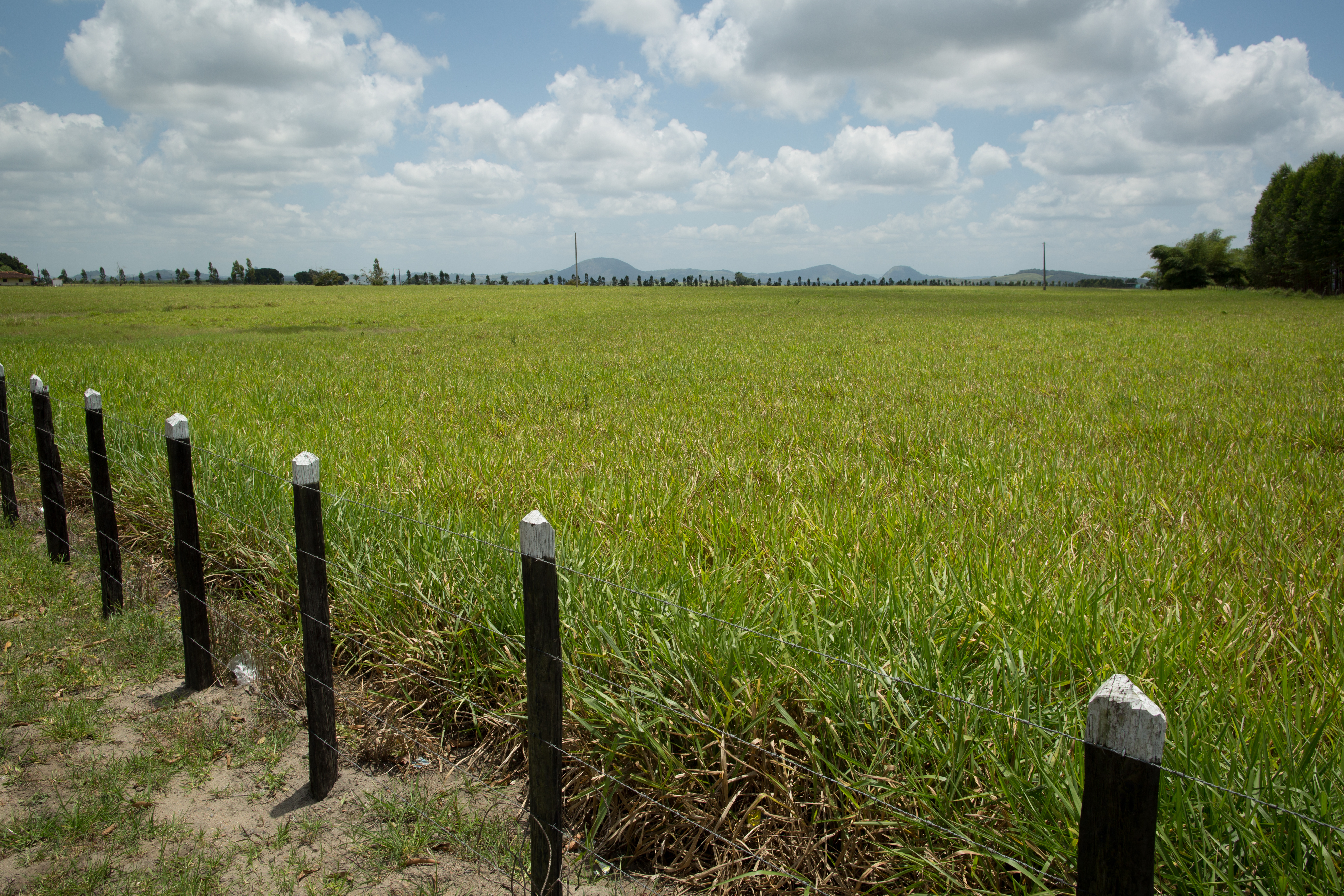 Diferimento de Pastagem