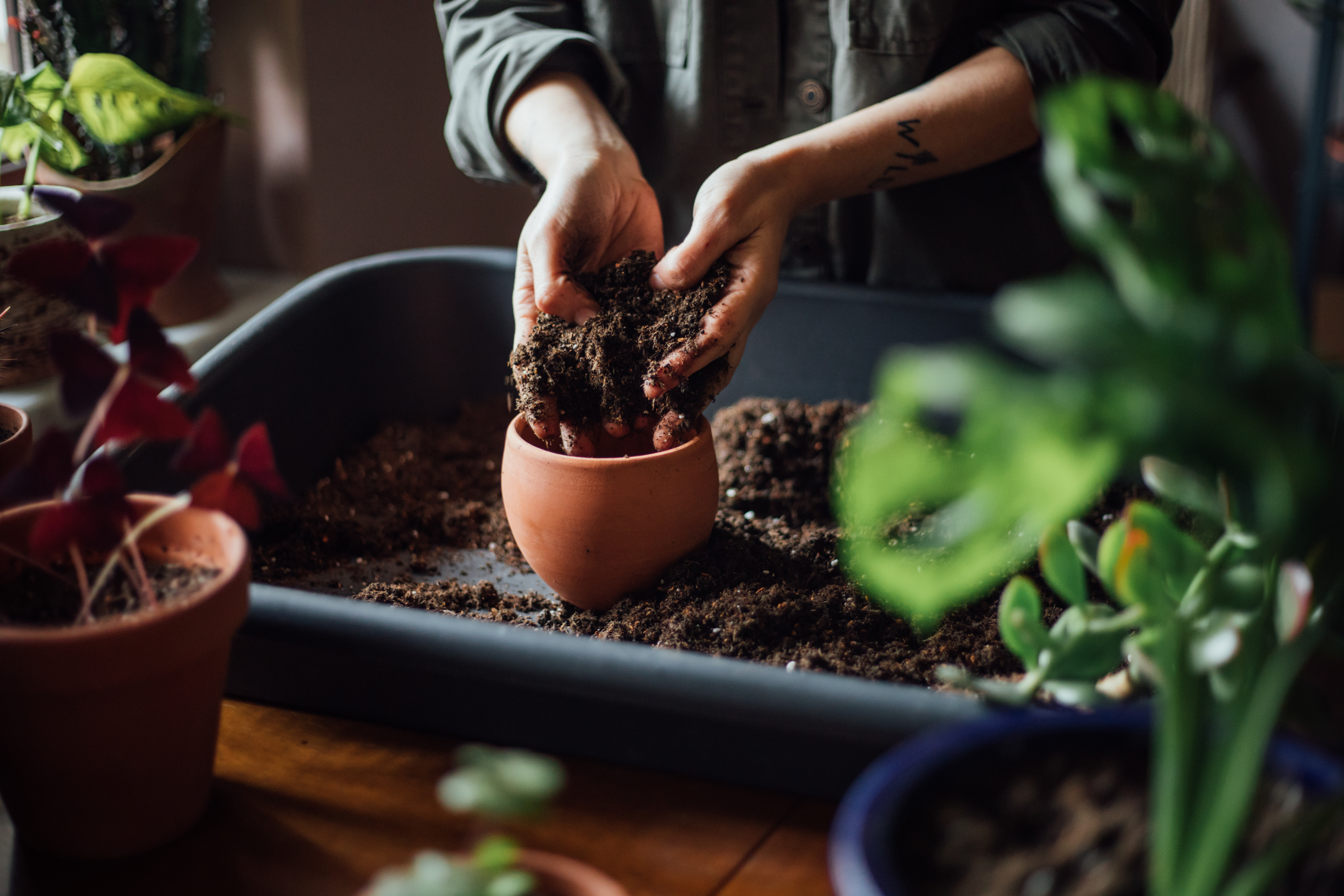 Produção de Flores de Corte, Flores de Vaso e Plantas Ornamentais