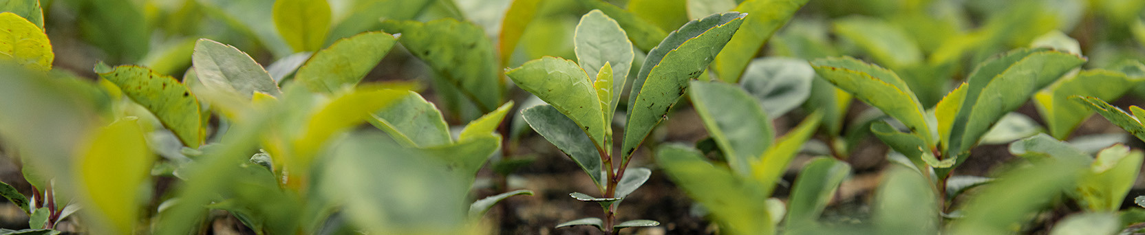 Produção de Sementes e Mudas de Espécies Florestais Nativas do Bioma Mata Atlântica