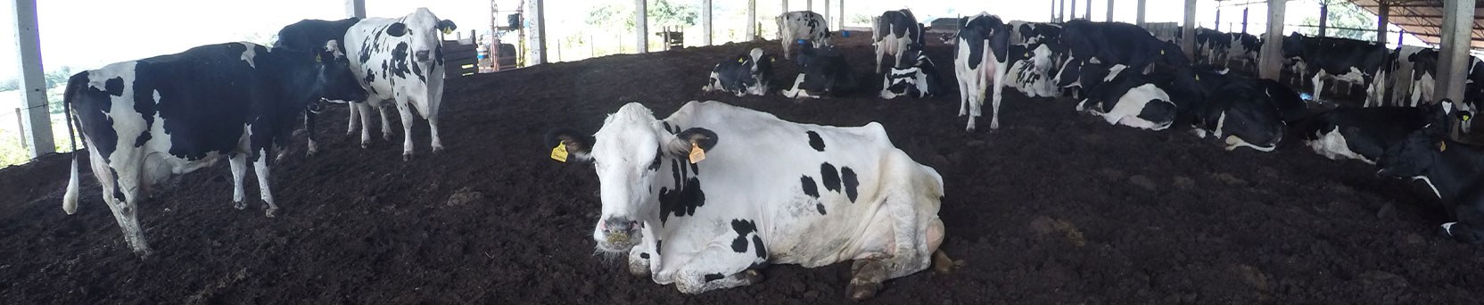Sistema de Produção de Leite em Compost Barn