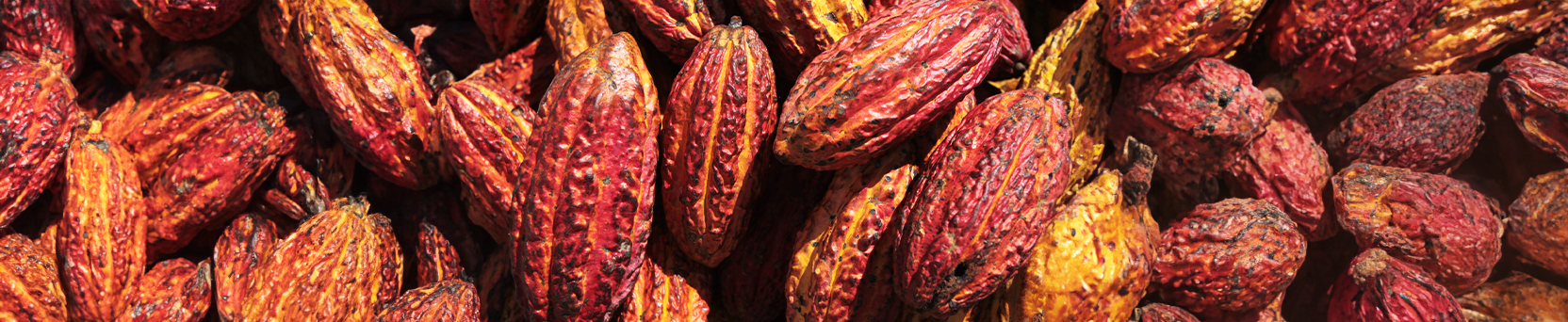 Identificação e Controle da Monilíase no Cacau