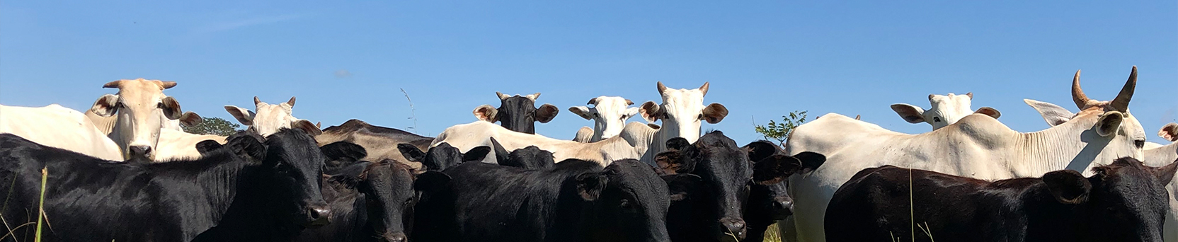 Inseminação Artificial em Tempo Fixo