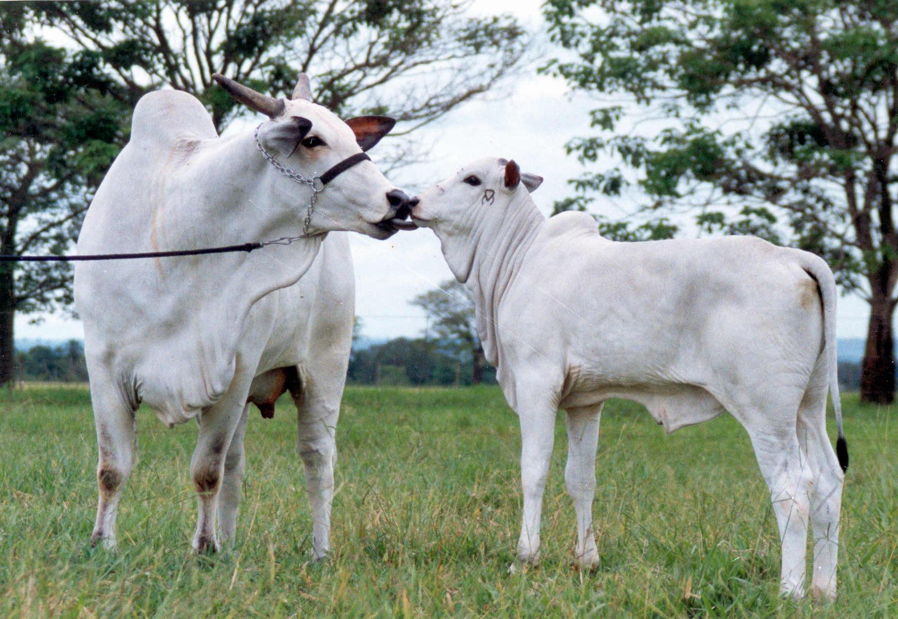 Melhoramento Genético Animal