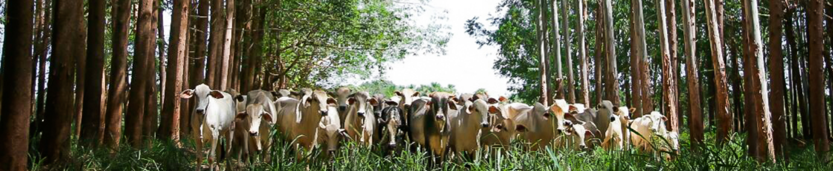 Sistema de Integração Lavoura-Pecuária-Floresta (ILPF)