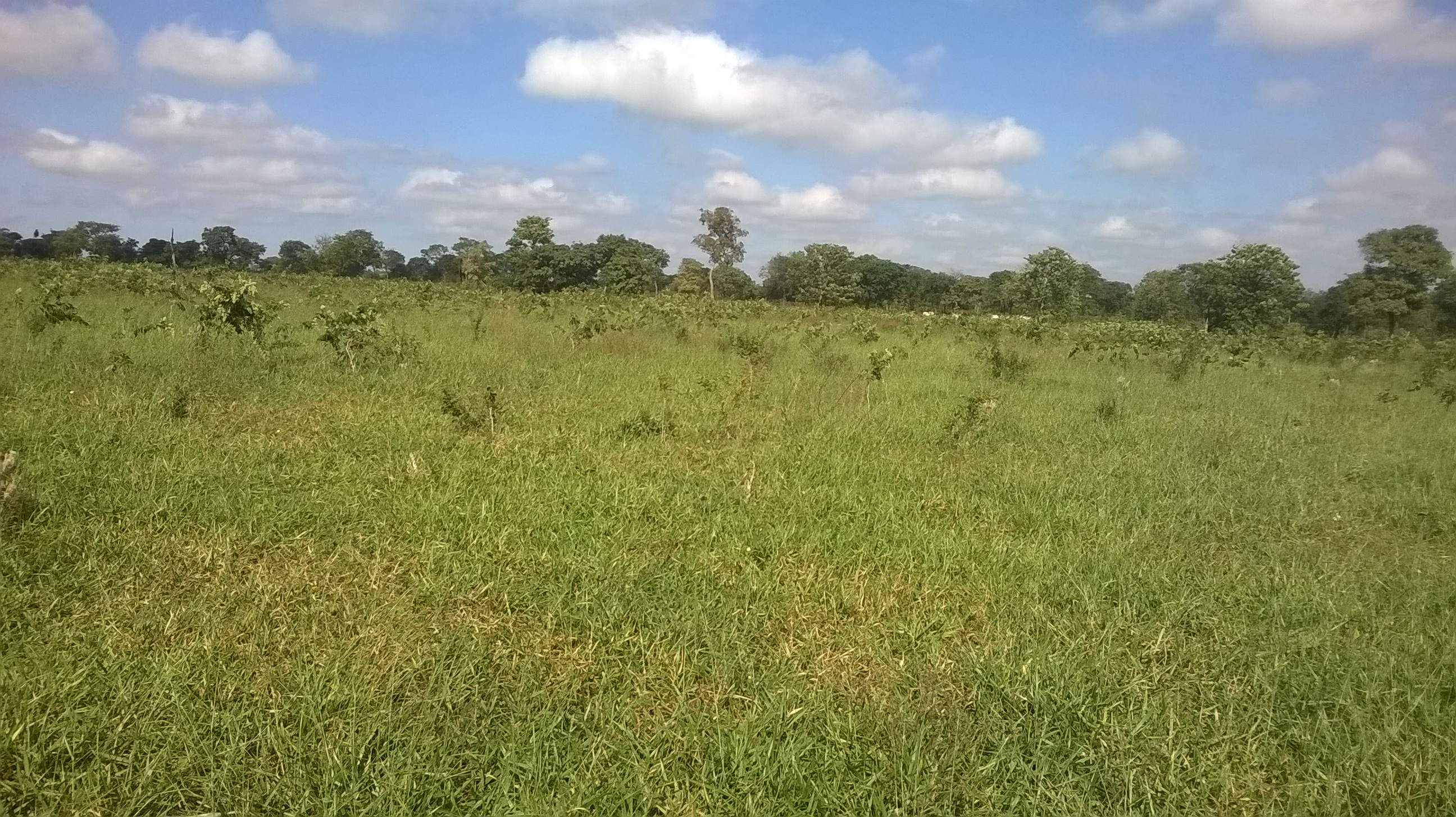 Recuperação de Pastagens Degradadas