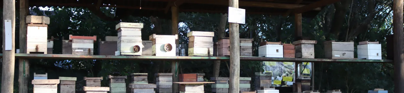 apicultura-e-meliponicultura