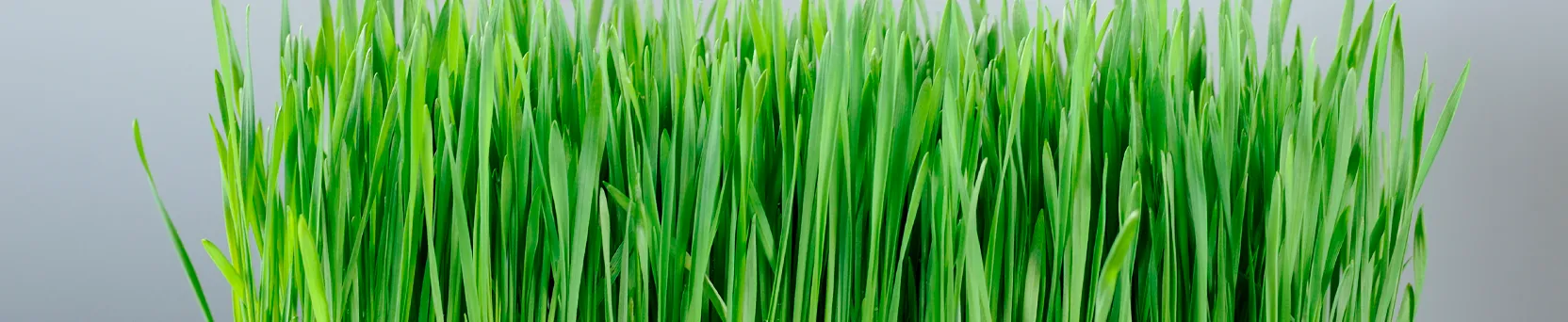 Producao forragem verde hidroponica Imagem