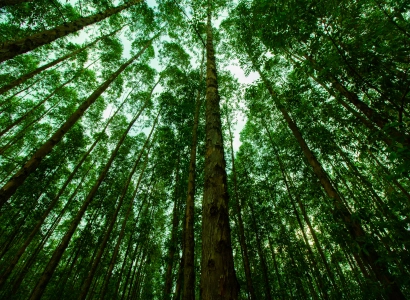 Sistemas de Cultivo na Silvicultura e Projetos Florestais