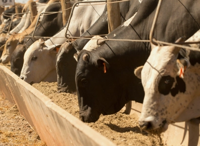 Nutrição Animal