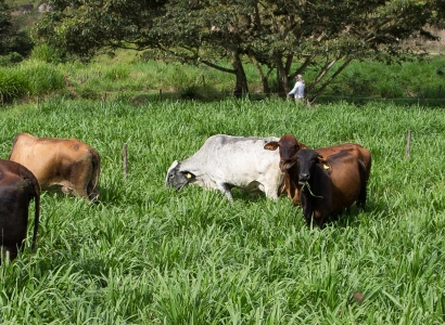 Sistemas de Produção e Pastagem para Bovinocultura de Leite