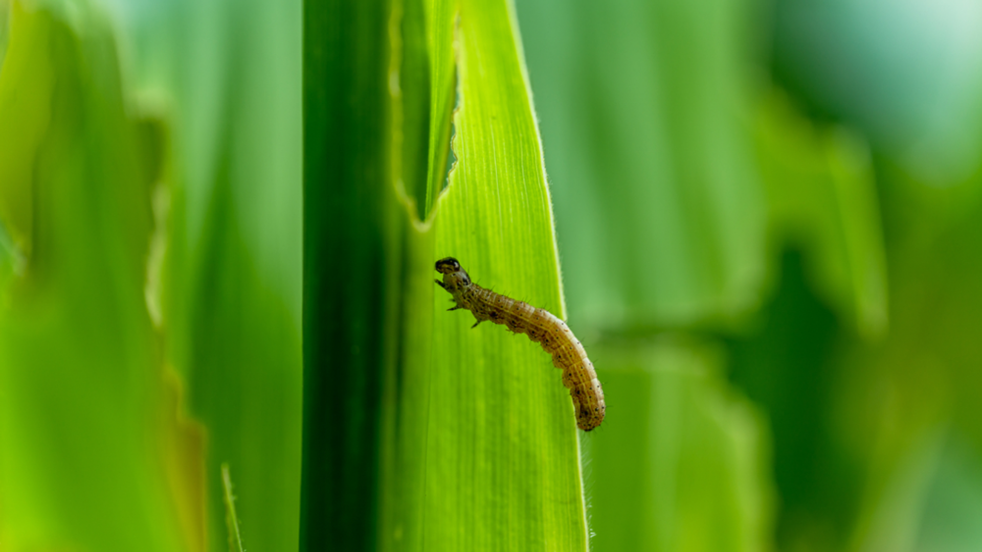 Controle de Lagarta das Pastagens
