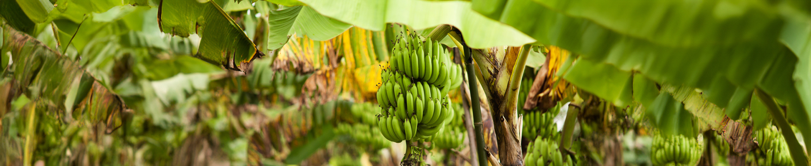 Controle de Pragas na Cultura da Banana