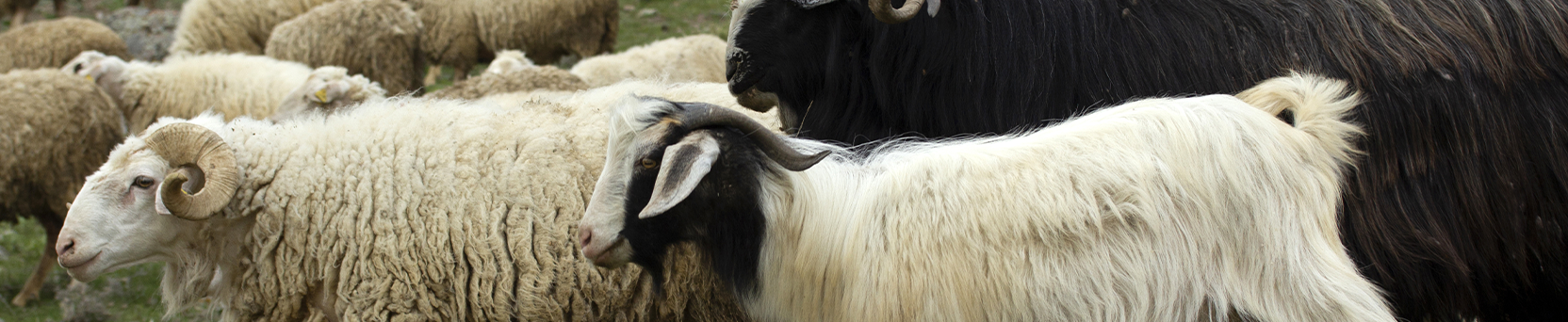 Controle de Verminoses em Ovinos e Caprinos