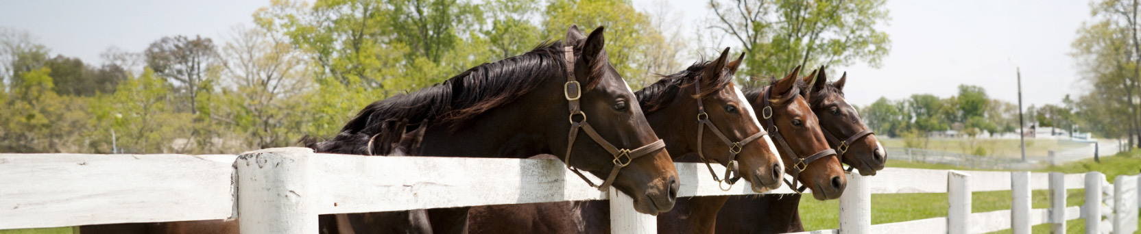 Horsemanship