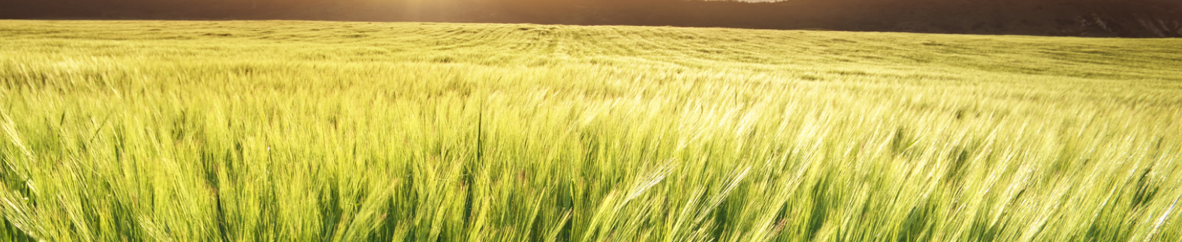 Gramíneas Forrageiras para Pastagens