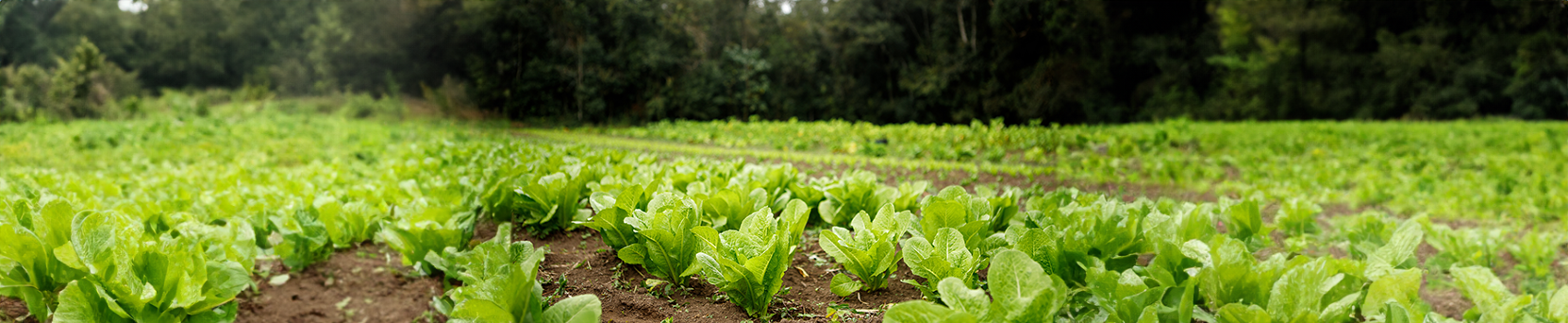 Produção de Mudas de Hortaliças