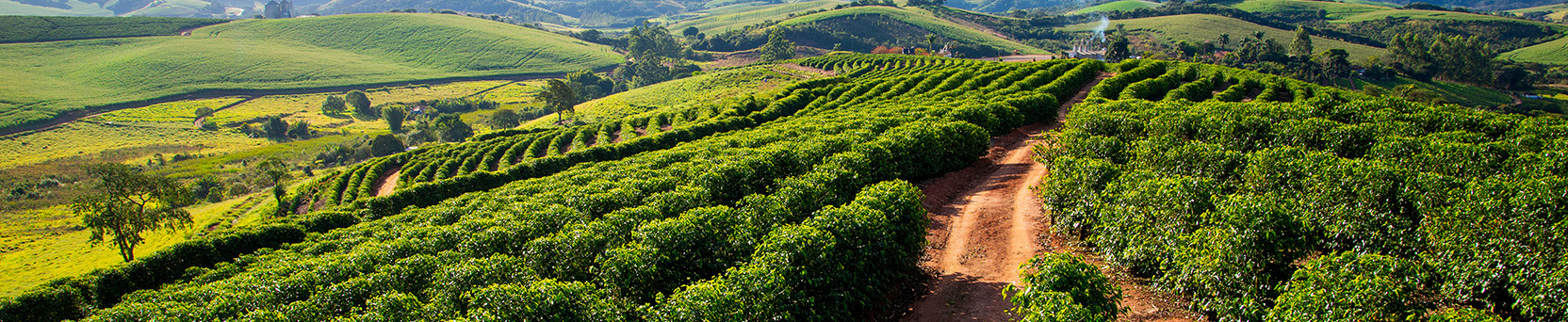 Sustentabilidade na Produção do Café