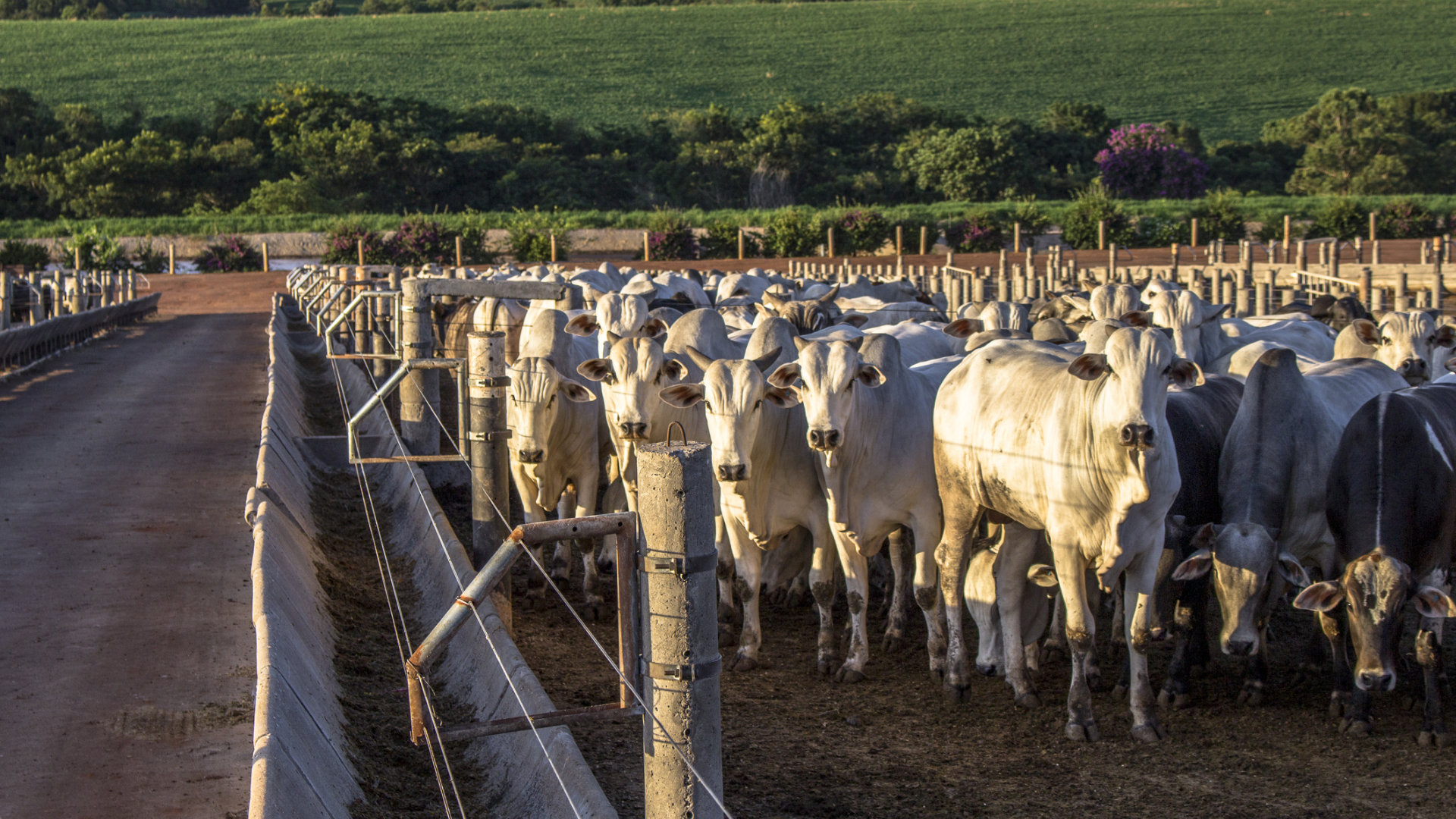 Sistema de Enriquecimento de Dejetos Bovinos para Uso Agropecuário