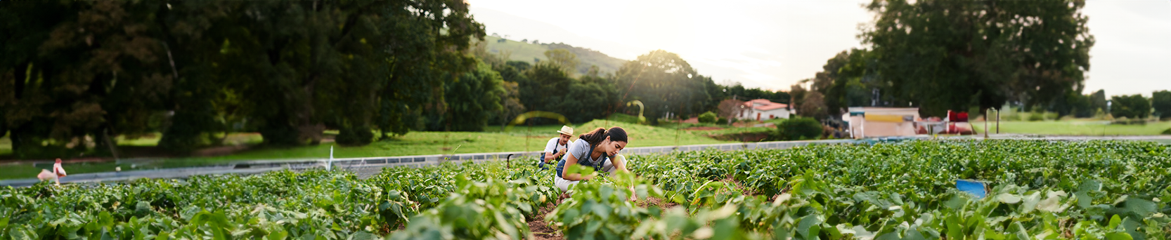 Uso de Bioestimulantes em Hortaliças