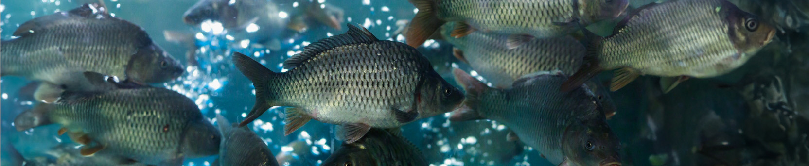 Criação de Peixes e Camarões pela Tecnologia de Bioflocos (BFT)