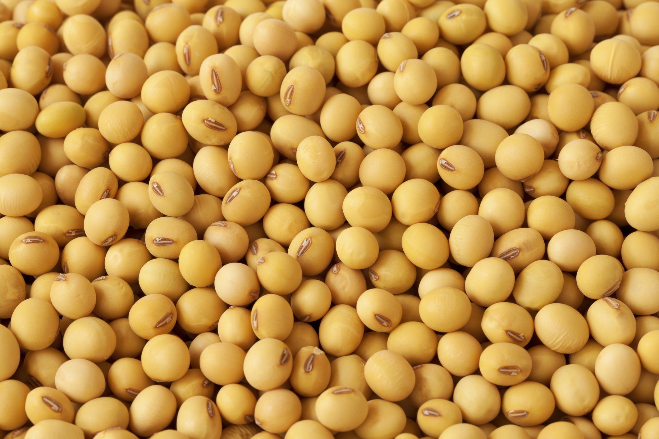 Cultivo e Produção de Grãos