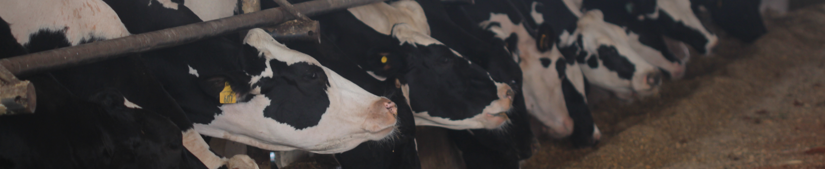 Nutrição e Manejo Alimentar em Bovinocultura de Leite