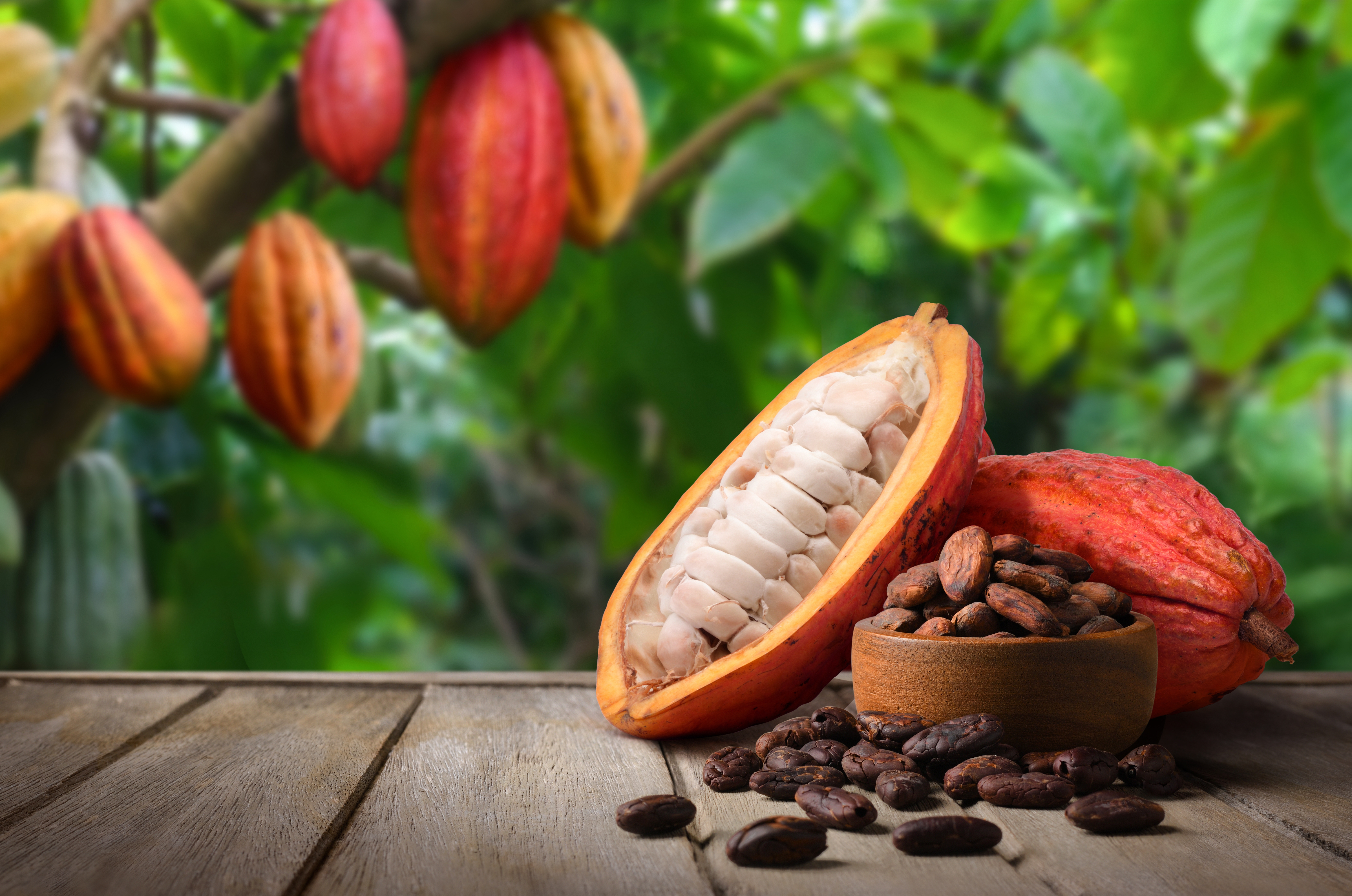 Cultivo do Cacau em Sistemas Sustentáveis