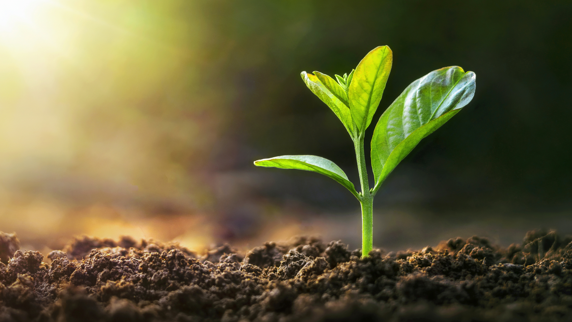 Boas práticas de conservação da vegetação nativa III: Planejamento